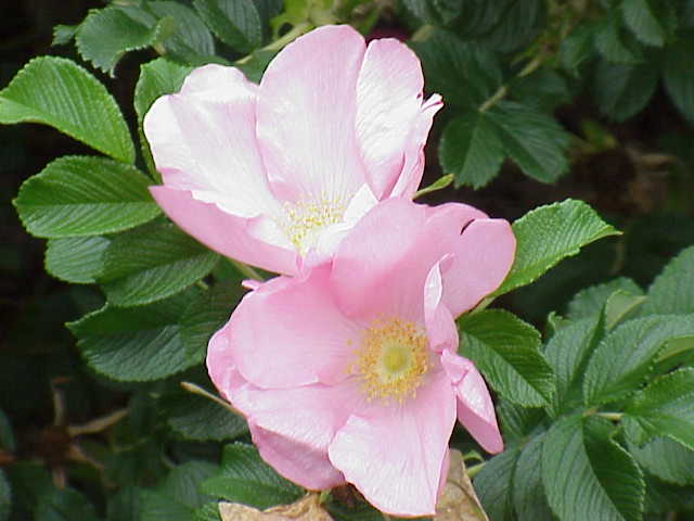 rosa-rugosa0.jpg